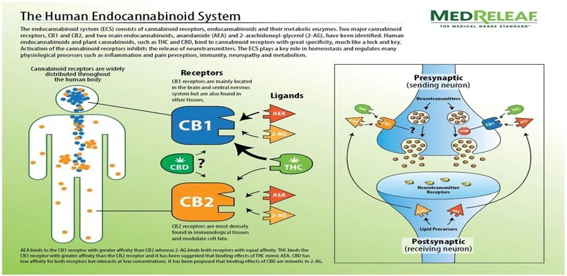 The Mechanism of Action for CBD