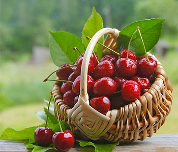 Analiz mache mondyal Cherry endistri an 2023: mache mondyal konsomasyon Cherr...
