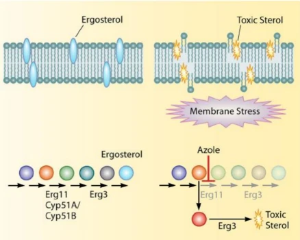 Mechanism Of Action Of Clotrimazole