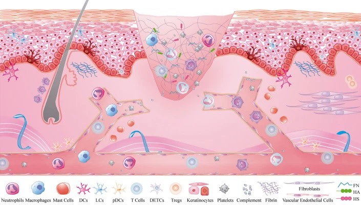 Skin Microenvironment